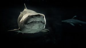  <img src="shark.jpg" alt="shark swim">