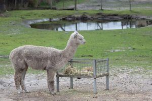 <img src="alpaca.jpg" alt="alpaca standing">