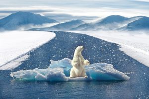 <img src="polar bear.jpg" alt="polar bear on ice">