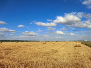 <img src="field.jpg" alt="harvest in the field ">