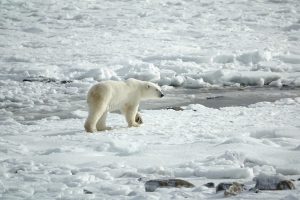 <img src="polar bear.jpg" alt="polar bear on the ice">
